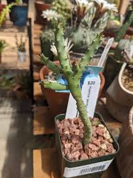 Image result for Huernia kirkii