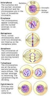 This Detail Description Of The Phases Of Mitosis For The Students To See From The Beginning To The End Biology Lessons Teaching Biology Biology Classroom