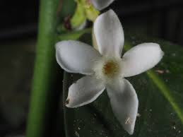 Image result for Acokanthera laevigata