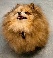 Animals Bad Hair Animals Dog Hair Dog Life