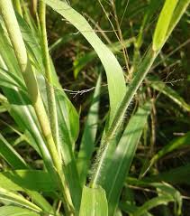 Image result for Rottboellia