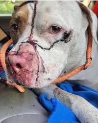 Name suggestions for rescued dog