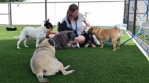 In that time we've cared for dogs, cats, fish, horses there are several pet care companies in lincoln, so what makes pet checkers so special and why choose us to look after your fur babies over anyone else? Woof Dog Care Center Home Facebook