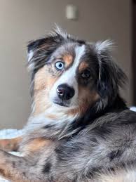 Image result for australian shepherd
