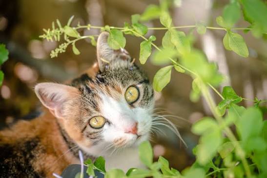Міжнародний день кота