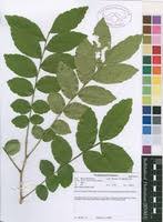 Image result for Zanha africana