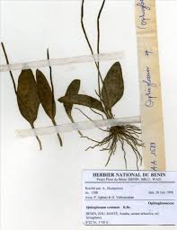 Image result for Ophioglossum costatum