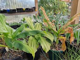 Image result for Scadoxus pole-evansii