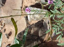Image result for Tephrosia purpurea