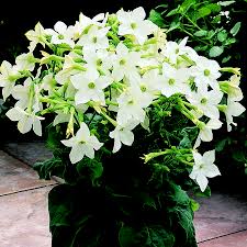 Image result for Nicolasia coronata