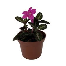 Image result for Ruellia makoyana
