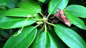 How To Deadhead A Rhododendron Rhododendron Care Shade Loving Shrubs Rhododendron