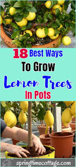 Trees less than three years old should in very hot areas, afternoon shade helps. 18 Best Ways To Grow Lemon Trees In Pots Lemon Tree Potted Lemon Tree Plants Growing Lemon Trees