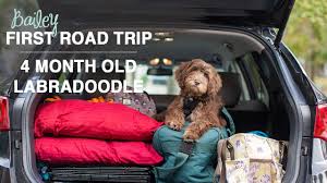 Do not play with your puppy outside when you are taking them out to go to the bathroom. Puppy Teething And Making Trouble 4 Month Old Labradoodle Puppy Youtube