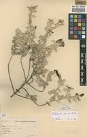 Image result for Catophractes alexandri