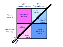 Characteristics Of Each Type Of Aphasia School Aphasia