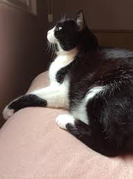 Suphi Bahari Bekliyor Kitty Animals Cats