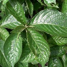 Ekstrak ini juga mampu memendamkan gen penyebab kanser dan sekali gus mengurangkan risiko kanser. Jual Serbuk Bubuk Daun Keji Pecah Beling Kering Rempah Herbal Natural Alami Kota Surabaya Goodcheap Tokopedia
