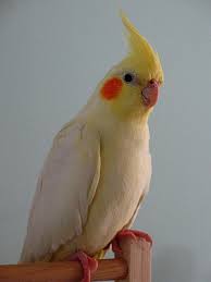 Picatchou My Lutino Cockatiel In 2020 Cockatiel Cockatiel Care Parrot