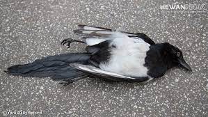 4 Faktor Utama Atau Tersering Mengapa Burung Peliharaan Mati Mendadak Hewanpedia