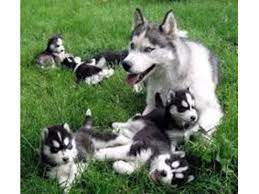 All of them are black and white with blue eyes. Amazing C K C Registered Siberian Husky Puppies For Adoption Animals East Chicago Indiana Announcement 37283
