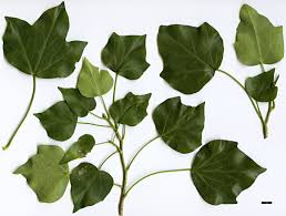Image result for Hedera