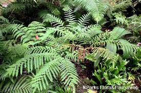 Image result for Pteris burtonii