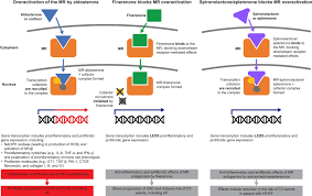 Image result for Finerenone