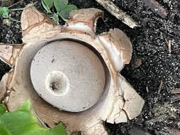 Image result for Scleroderma polyrhizon