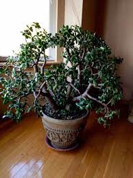 Fast Growing Indoor Houseplants Jade Plants Plants Jade Tree