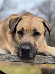 Nala, soon to be 10 yrs, says happy new year to all in the group 🥳🍾