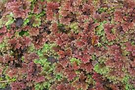 Image result for Azolla