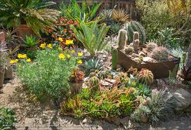 Image result for Ursinia montana