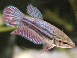 Breeding Or Fear Stripes Fish Care
