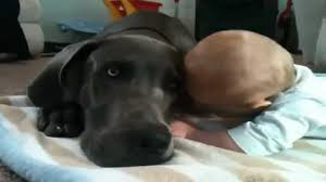 Resultado de imagen de perritos mimosos