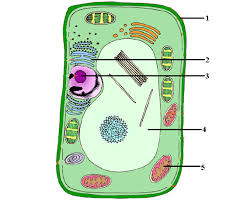 Be sure that the lower part of the sample cell test tube is clean and free of smudges or water droplets. 35 Label Cell Labels Design Ideas 2020
