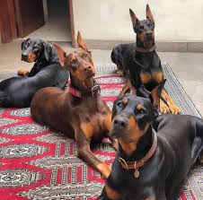 Check spelling or type a new query. Doberman Puppies Adoption And For Sale Near Me Home Facebook