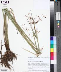 Image result for Fuirena sagittata