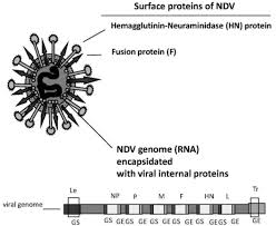 The newcastle virus can survive for long periods outside the living host and cam remain infective for several weeks in the environment, specifically in regions of low temperature or when it is been organically protected such as in carcasses, water eggs and feathers. Newcastle Disease Virus A Structure B Replication In Vitro See Download Scientific Diagram
