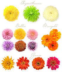 Our list of 47 beautiful fall wedding flowers will help you choose the right flower for your special day. Weddings Flower Arrangements What S In Season Fall Wedding Flowers Borrowed Bleu Flowers Tn Leading Flowers Magazine Daily Beautiful Flowers For All Occasions