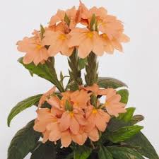 Image result for Crossandra pyrophila