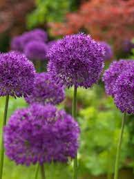 10 Dark Purple Allium Bulbs Blooming Onion Flowering Perennial Garden Flower Sun Shade Early Bloom C Crocus Bulbs Rare Flowers Onion Flower