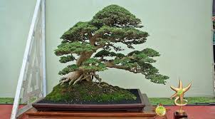 Gambar Bonsai Serut Juara Yang Sangat Indah Jenis Net
