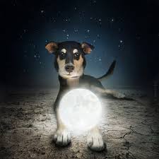 Maybe you would like to learn more about one of these? How Photographers Have Elevated Pet Photography Into An Art Form