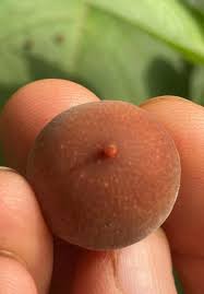 Image result for Dovyalis sp. A