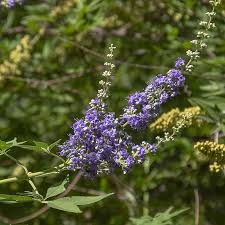 Arizona bush with orange berries. Plants Amwua