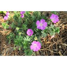 Image result for Geranium sanguineum Max Frei