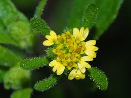 Image result for Sigesbeckia