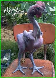 Menurut sebuah tafsir primbon, bermimpi menggendong ayam. 15 Gambar Hewan Tanpa Bulu Selain Kucing Sphinx Bikin Geli Tapi Lucu Dunia Fauna Hewan Binatang Tumbuhan Hewan Langka Hewan Binatang