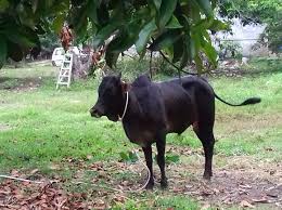 Translate this page dec 11, 2013. Lembu Untuk Dijual Penternakan Lembu Hanafi Family Facebook